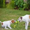 frog shape chewing dog toy